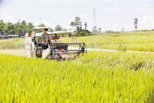 梁平农机社会化服务为何全国推介 创新模式赋能现代农业发展