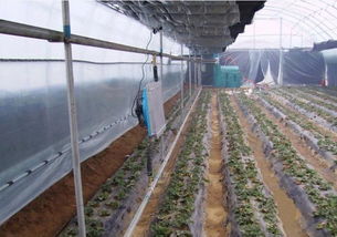 花卉大棚取暖锅炉选购指南 品质、价格、厂家与专业服务全解析